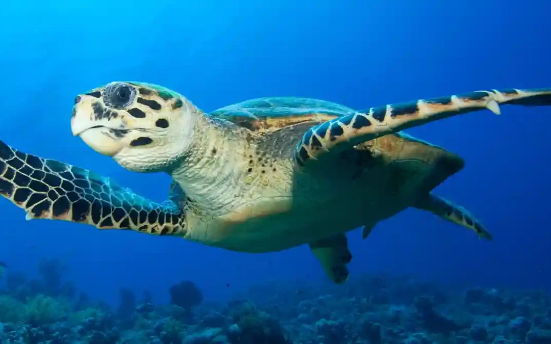 Sea Turtles at Shark Bay, Koh Tao: What to Know Before You Go Snorkelling