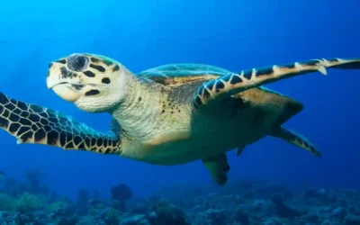 Sea Turtles at Shark Bay, Koh Tao: What to Know Before You Go Snorkelling