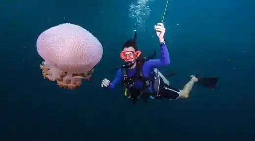 An Unexpected Underwater Encounter Scuba diver holding a reel beside a large jellyfish in Koh Tao