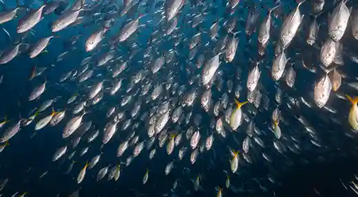 PADI Advanced Open Water Course in Koh Tao Large school of fish surrounding a dive site in Koh Tao