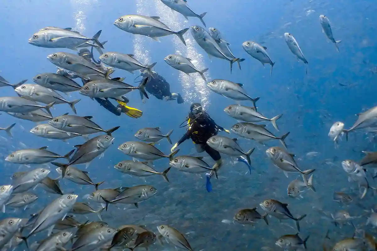 PADI Advanced Open Water Diving with Schooling Fish PADI Advanced Open Water divers swimming through a large school of fish in Koh Tao