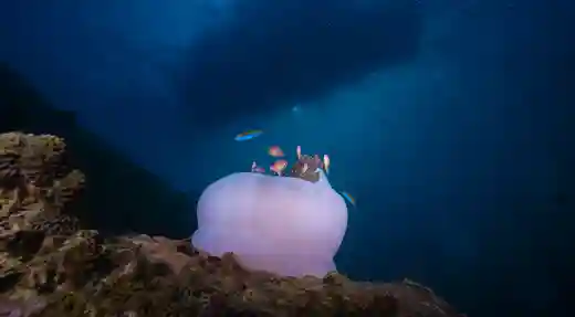 Anemonefish on a Deep Reef | Flow Divers Anemonefish swimming around a large sea anemone on a deep Koh Tao reef