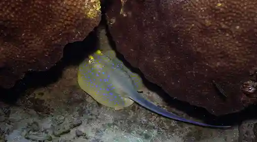 Blue-Spotted Stingray in Koh Tao Blue-spotted stingray resting beneath coral at a dive site in Koh Tao
