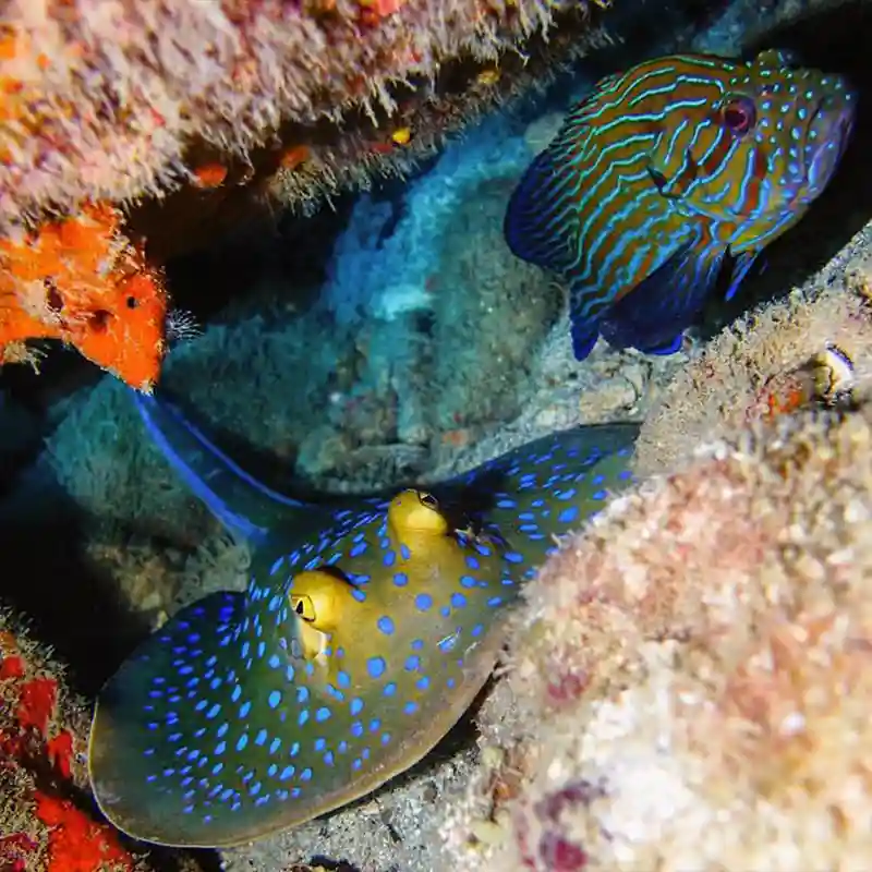 Bluespotted Stingray on a Koh Tao Night Dive Bluespotted stingray resting beneath the reef during a night dive in Koh Tao