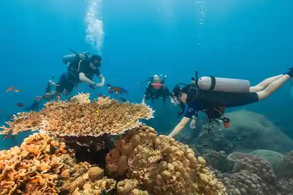Certified Divers Fun Diving Koh Tao | Flow Divers Two certified divers enjoying a relaxed fun dive over a Koh Tao reef