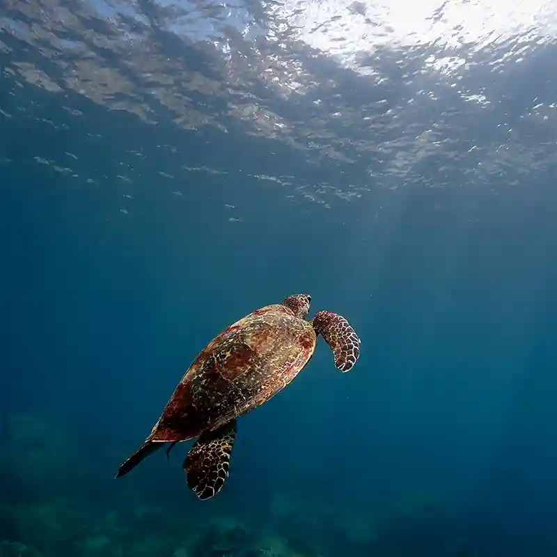 Sea Turtle Dive in Koh Tao | Flow Divers Sea turtle swimming above the reef during a dive in Koh Tao