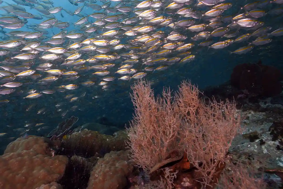 Deep Reef Diving in Koh Tao | Flow Divers School of fish swimming above coral and a sea fan at a deep dive site in Koh Tao