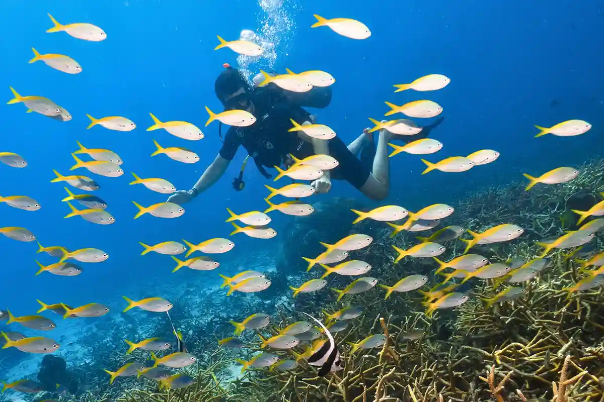 Reef Fish During PADI Discover Scuba Diving in Koh Tao Beginner diver swimming with reef fish during PADI Discover Scuba Diving in Koh Tao