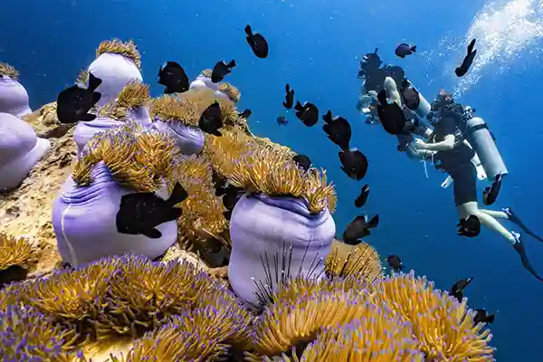 Koh Tao Reef Marine Life During Discover Scuba Diving Divers exploring a reef with sea anemones and fish during Discover Scuba Diving in Koh Tao