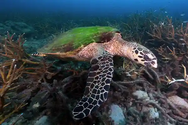 Sea Turtle on the Reef in Koh Tao Sea turtle resting on a reef in Koh Tao