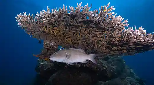 Grouper Beneath Table Coral | Flow Divers Large grouper resting beneath table coral at a deep Koh Tao dive site