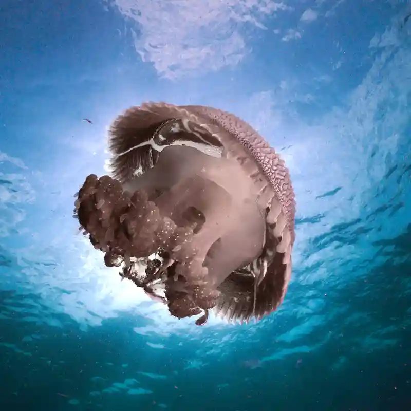 Jellyfish Encounter on a Deep Dive | Flow Divers Jellyfish swimming beneath the surface during a deep dive in Koh Tao