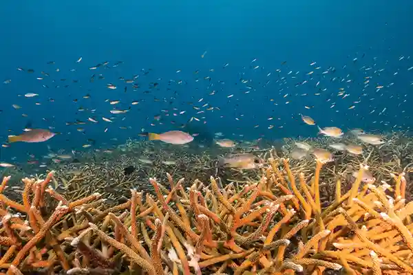 Koh Tao Coral Reef Fun Diving | Flow Divers Colourful coral reef and reef fish in Koh Tao
