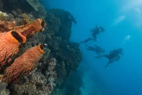 Koh Tao Reef Fun Dive | Flow Divers Divers exploring a coral reef during a fun dive in Koh Tao