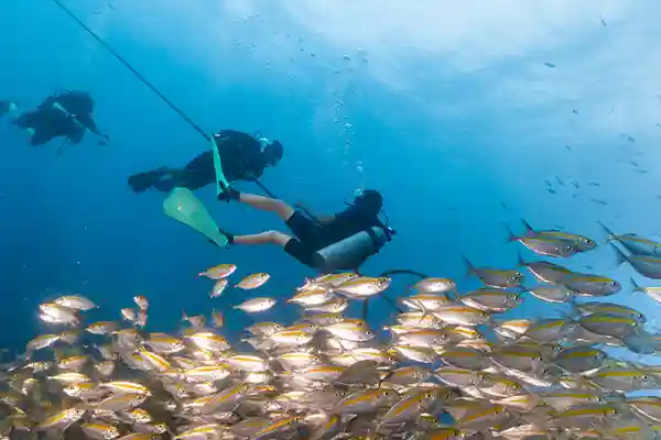 Koh Tao Refresher Diving | Flow Divers Divers swimming above a reef with schooling fish during a refresher dive in Koh Tao