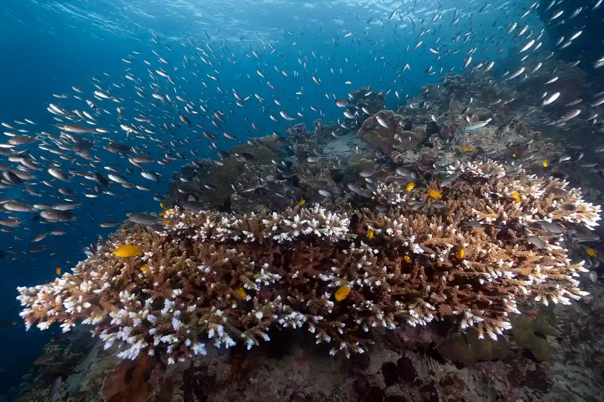 Koh Tao Underwater Reef Photos | Flow Divers Colourful coral reef and reef fish in Koh Tao