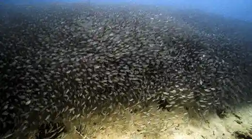 Schooling Fish in Koh Tao Huge school of small silver fish moving above the seabed in Koh Tao