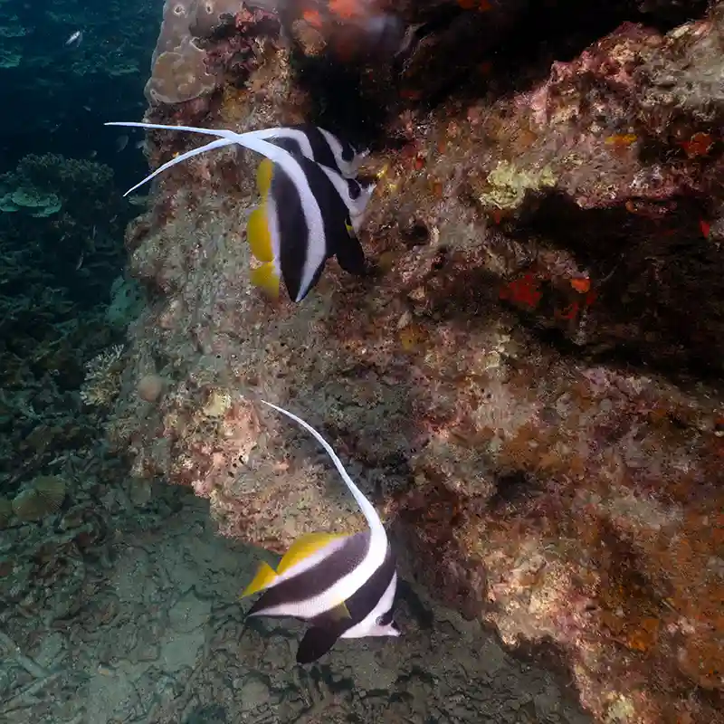 Longfin Bannerfish on a Koh Tao Reef Two longfin bannerfish swimming beside a coral reef in Koh Tao