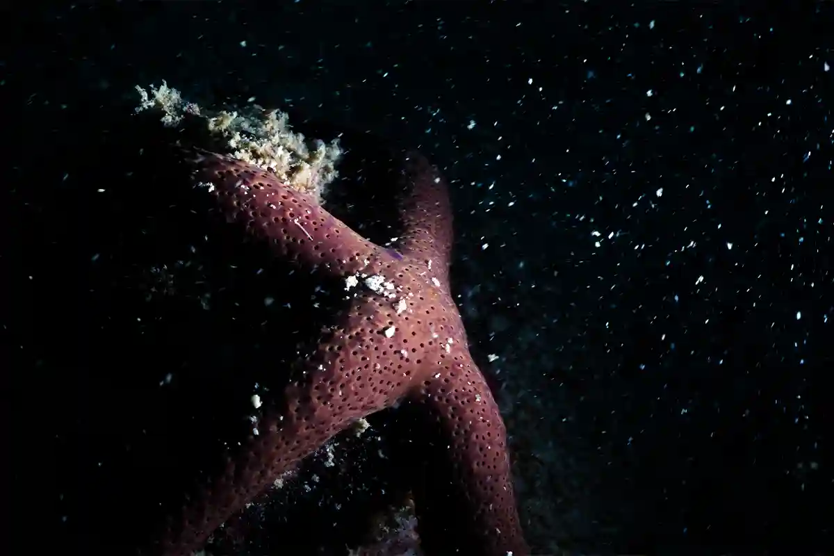Sea Star on a Night Dive in Koh Tao Sea star on the reef during a night dive in Koh Tao