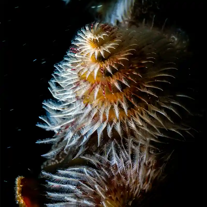 Feather Duster Worms on a Koh Tao Night Dive Feather duster worms illuminated during a night dive in Koh Tao
