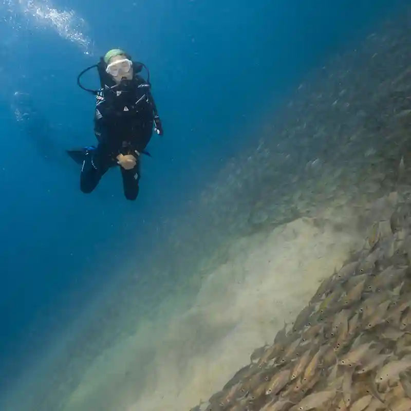 Nitrox Diving Among Schooling Fish in Koh Tao Scuba diver hovering beside a large school of fish in Koh Tao