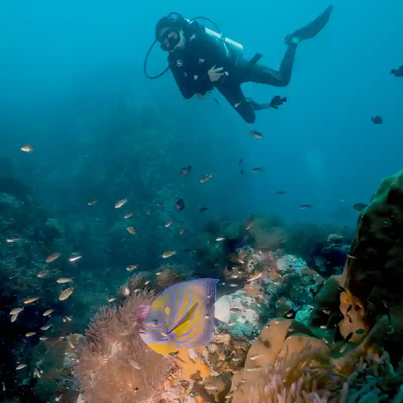 PADI Nitrox Specialty Reef Dive in Koh Tao Diver above a colourful coral reef in Koh Tao