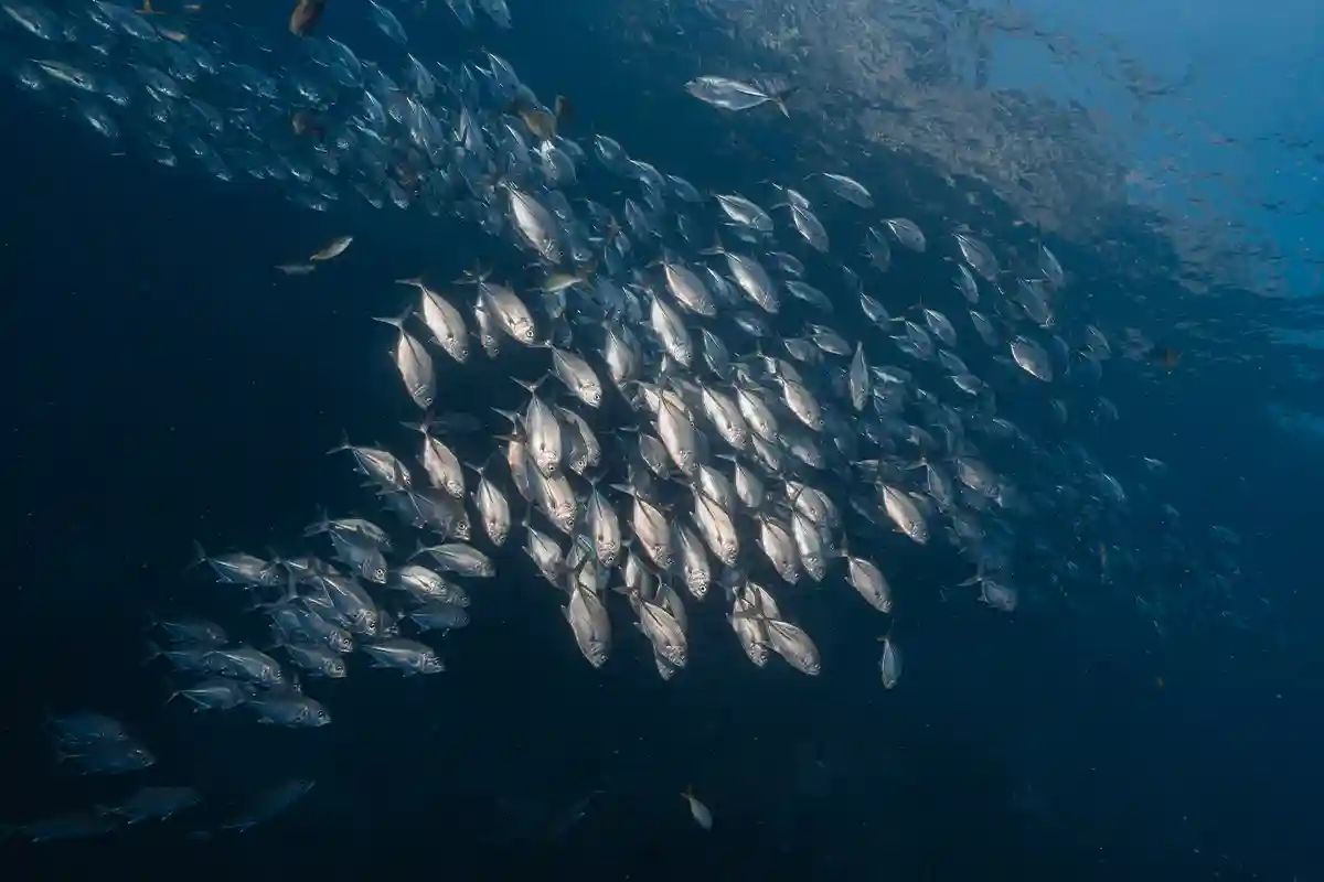 Large School of Fish in Koh Tao for Nitrox Diving Large school of silver fish in blue water in Koh Tao