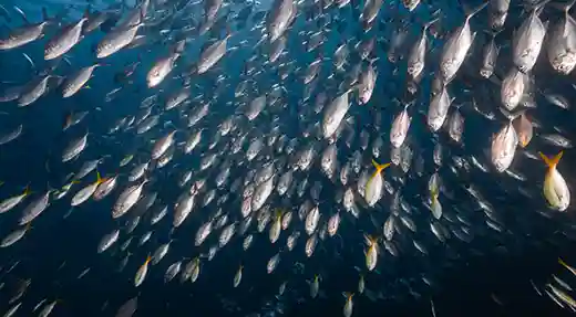 PADI Fish Identification Course in Koh Tao Large school of silver fish seen during a PADI Fish Identification dive in Koh Tao