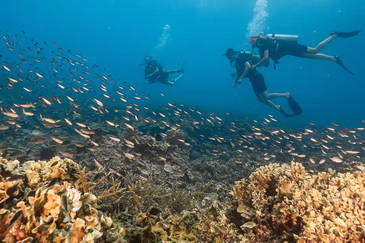PADI Open Water Course Reef Dive in Koh Tao Open Water students swimming above a coral reef and school of fish in Koh Tao
