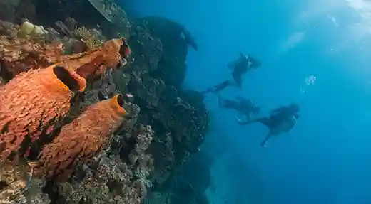 PADI Open Water Reef Exploration in Koh Tao Divers swimming beside a coral reef and large orange sea sponges in Koh Tao