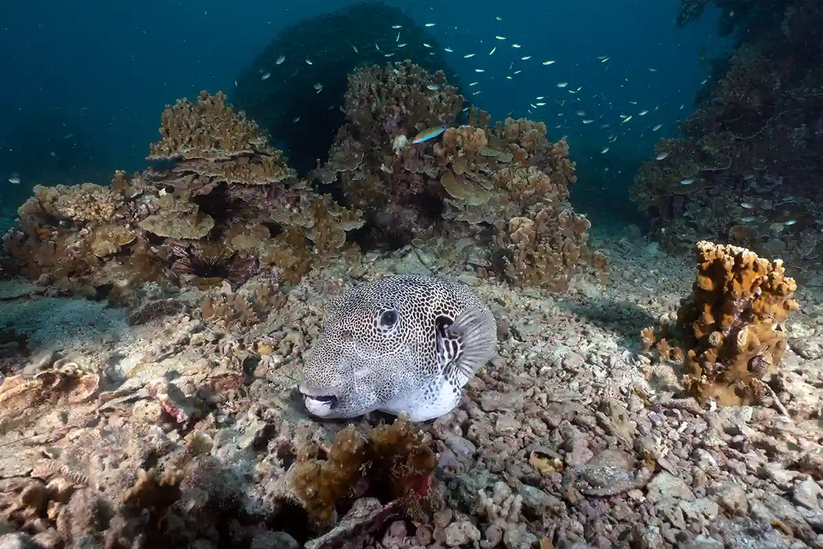 Pufferfish on a Koh Tao Reef Patterned pufferfish resting on a coral reef in Koh Tao