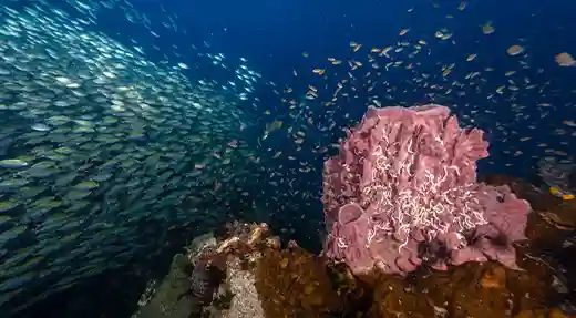 Pink Sponge and Schooling Fish | Flow Divers Large pink sponge surrounded by schooling fish at a deep Koh Tao dive site