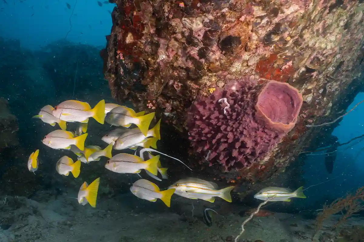 Reef Fish Identification Dive in Koh Tao School of reef fish swimming beside a sponge-covered structure in Koh Tao