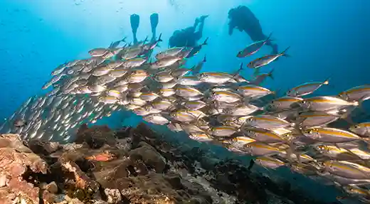 Marine Life During Diving in Koh Tao School of fish above the reef with divers in the background in Koh Tao