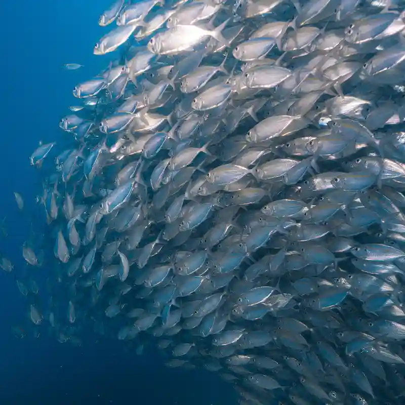 Schooling Fish in Koh Tao Large school of silvery fish swimming together in Koh Tao