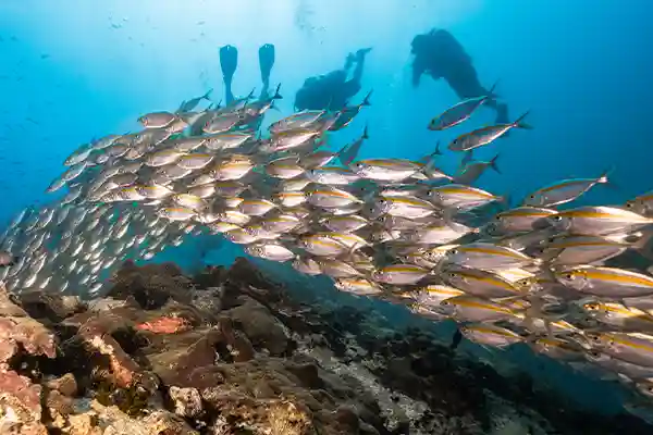 Scuba Skills Review Ocean Dive Koh Tao | Flow Divers Diver descending on a line during a Scuba Skills Review ocean dive in Koh Tao