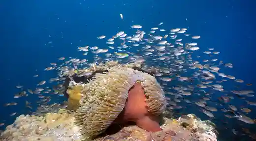 Sea Anemone and Schooling Fish | Flow Divers Sea anemone surrounded by schooling fish on a deep reef in Koh Tao