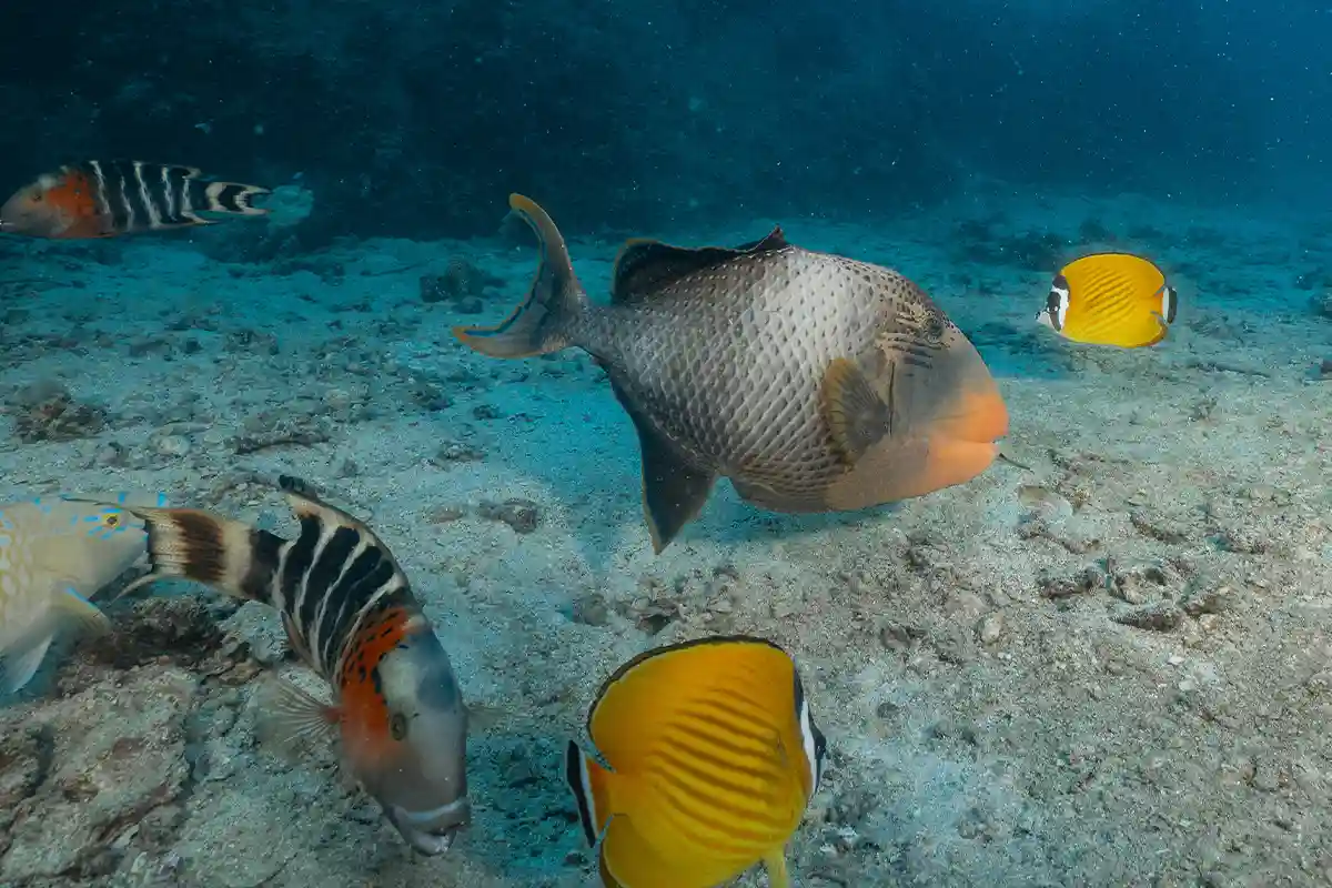 Tropical Reef Fish in Koh Tao Triggerfish, butterflyfish and other tropical reef fish in Koh Tao