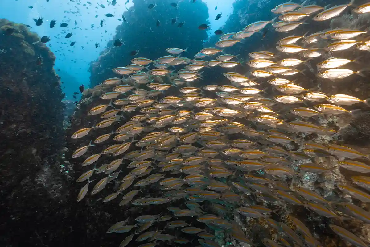 Underwater Marine Life Video Koh Tao | Flow Divers Schooling fish swimming through a reef passage in Koh Tao