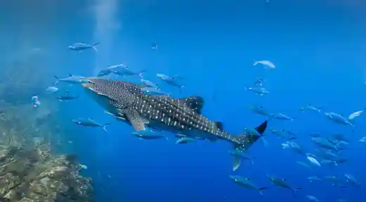 Whale shark diving in Koh Tao Whale shark swimming underwater with fish in clear blue water