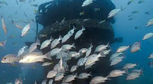 Marine Life Around a Koh Tao Wreck Underwater wreck structure surrounded by tropical fish in Koh Tao