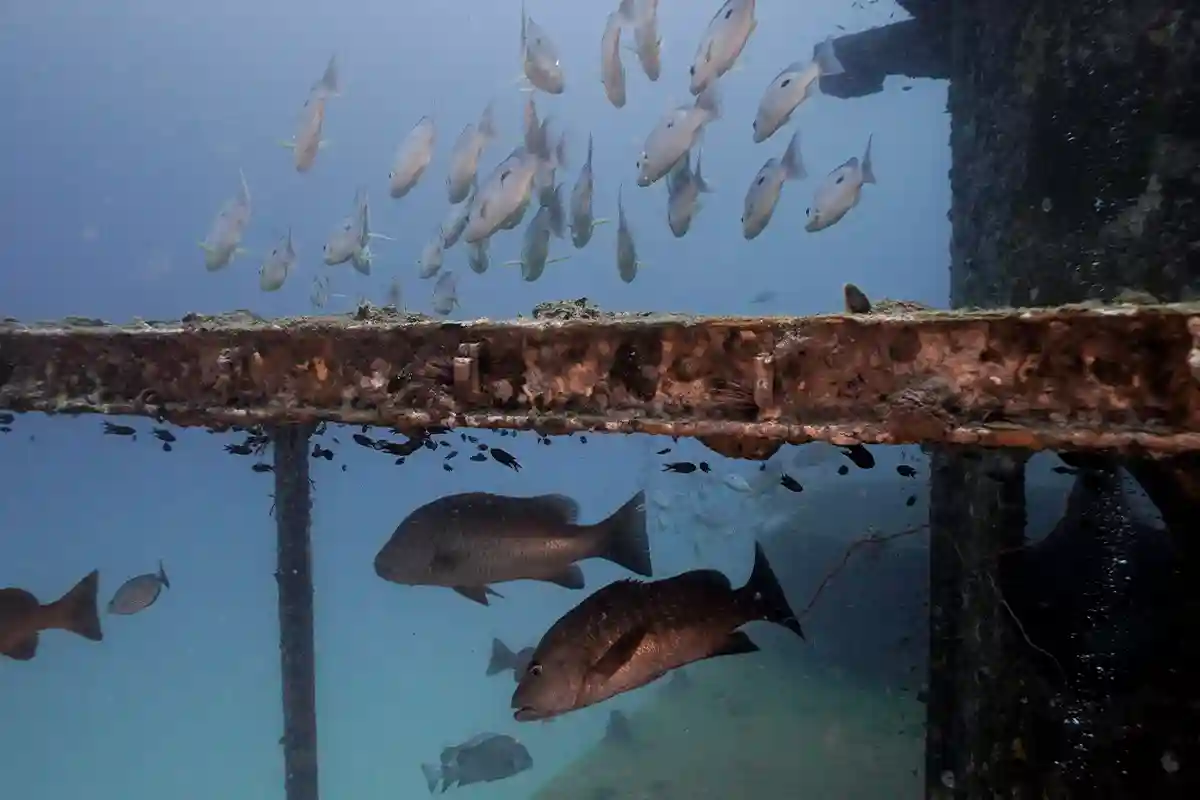 Reef Fish Around the Wreck Railing Reef fish swimming around a rusted side railing on a shipwreck in Koh Tao